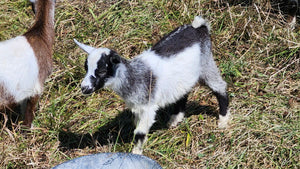 Kid #7 - Muffin - Doeling - Nigerian Dwarf