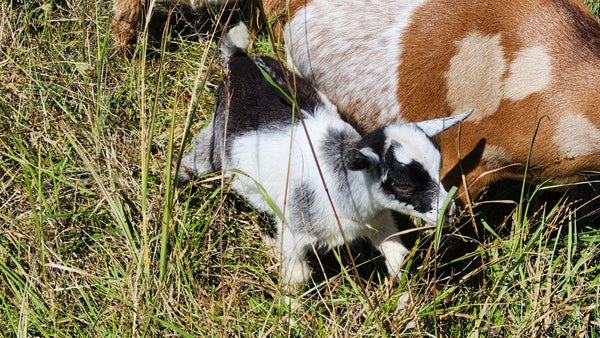 Kid #7 - Muffin - Doeling - Nigerian Dwarf