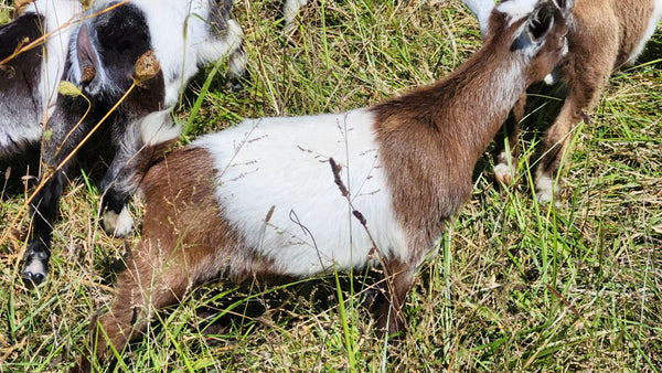 Kid #8 - Peanut - Buckling - Nigerian Dwarf