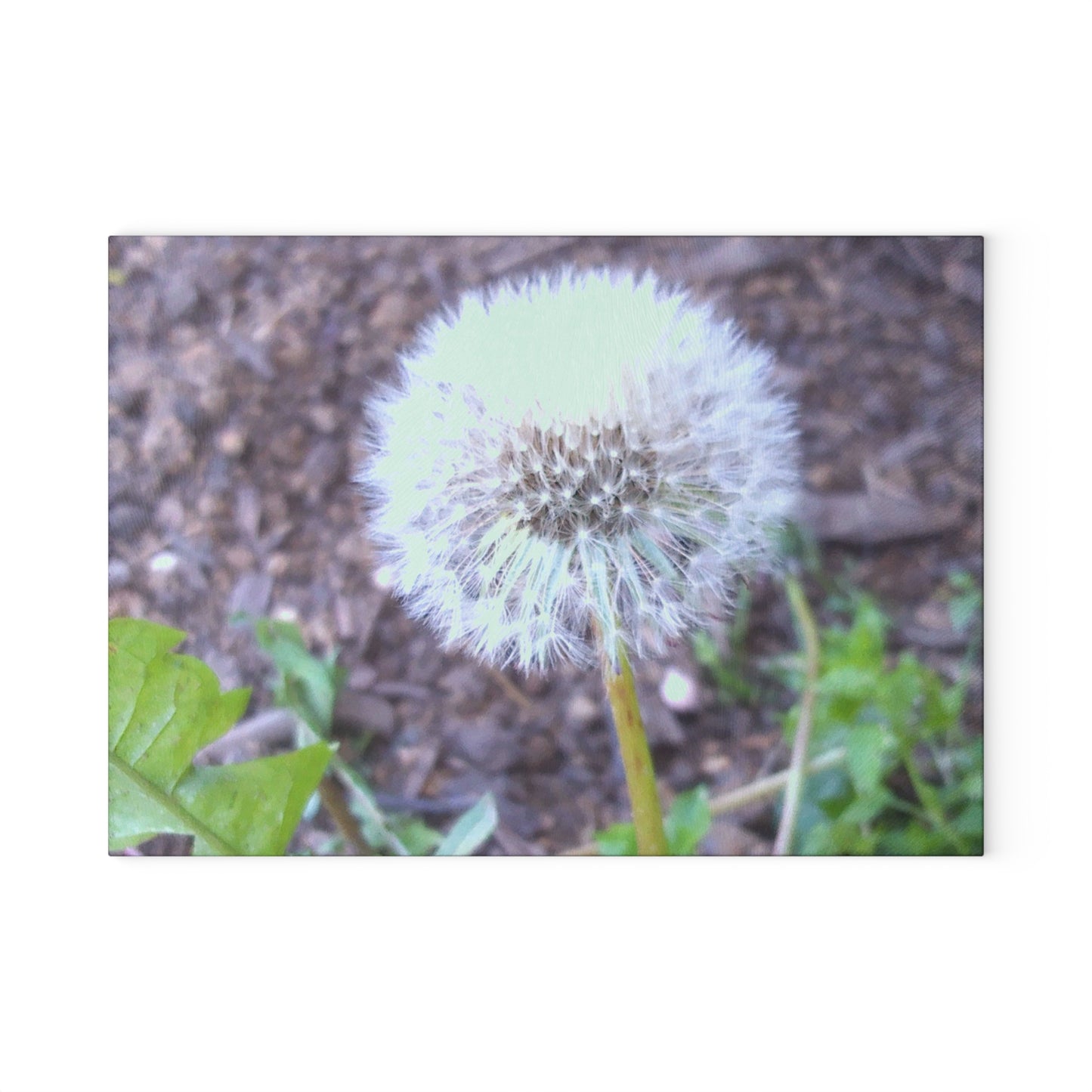 Dandelion Photo Glass Cutting Board — Nature-Inspired Decorative Chopping Board