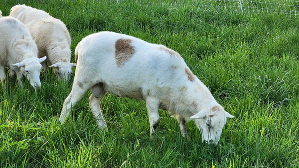 Katahdin Ram - "Buster"