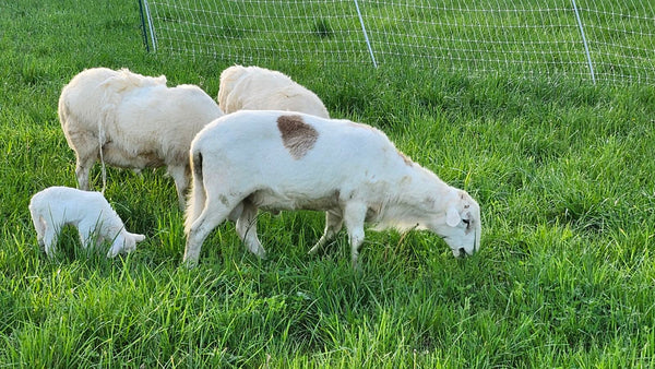 Katahdin Ram - "Buster"