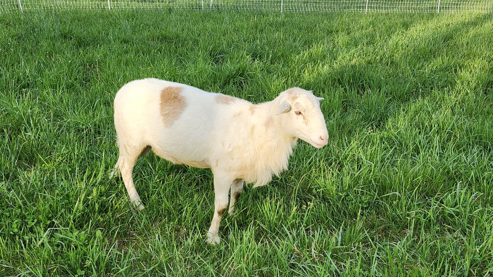 Katahdin Ram - "Buster"