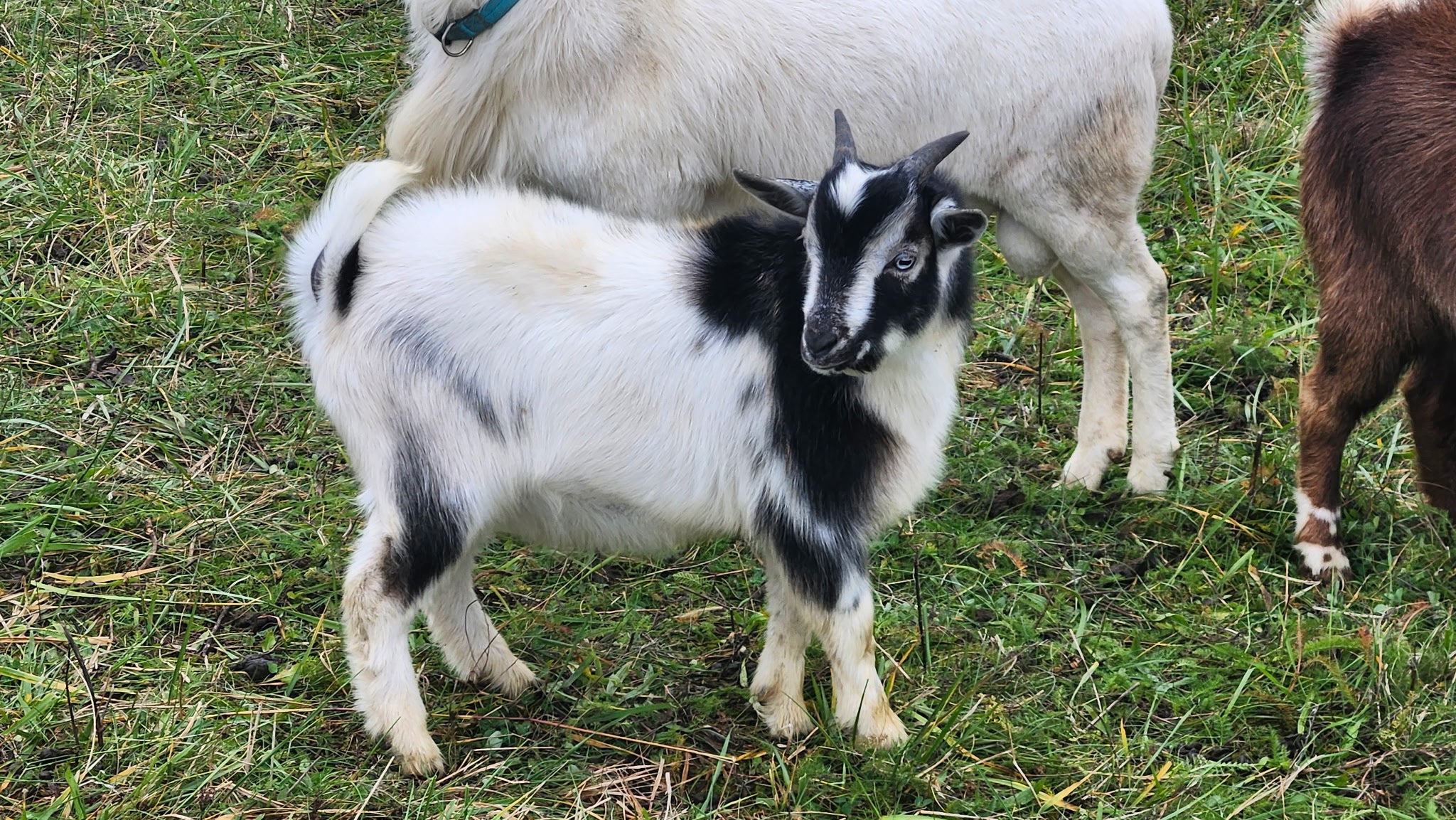 Cupcake – Nigerian Dwarf / Pygmy Buckling