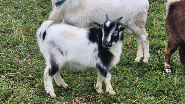 Cupcake – Nigerian Dwarf / Pygmy Buckling
