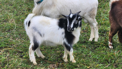 Cupcake – Nigerian Dwarf / Pygmy Buckling
