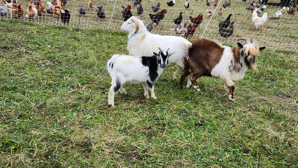 Cupcake – Nigerian Dwarf / Pygmy Buckling