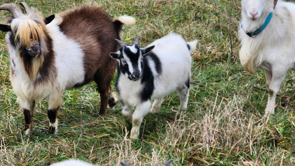 Cupcake – Nigerian Dwarf / Pygmy Buckling