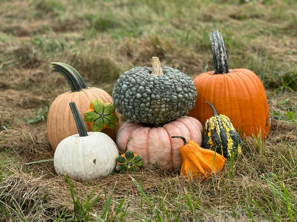 Fall Pumpkin Porch Bundle