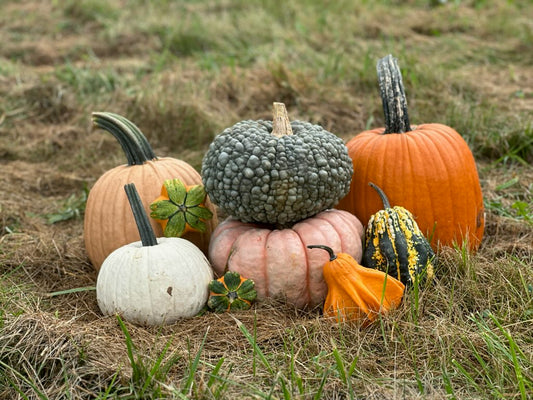 Fall Pumpkin Porch Bundle