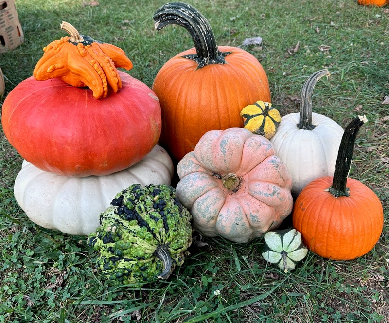 Fall Pumpkin Porch Bundle