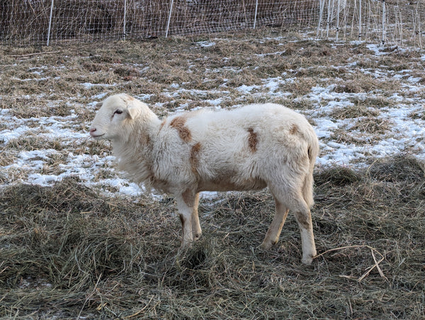 Katahdin Ram - "Buster"