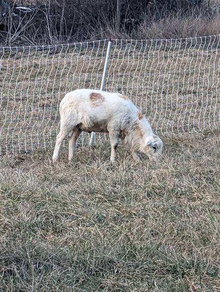 Katahdin Ram - "Buster"