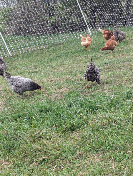 Small Flock of 5 Pasture-Raised Laying Hens.