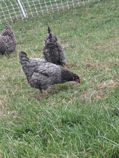 Small Flock of 5 Pasture-Raised Laying Hens.