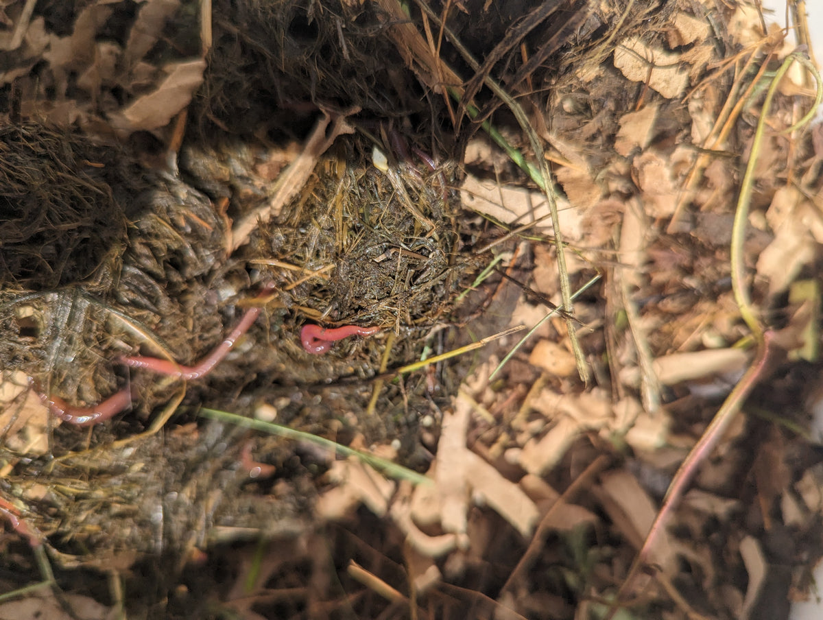 Worm Composting Bin – Red Wigglers or Nightcrawlers, 3-Bucket Design