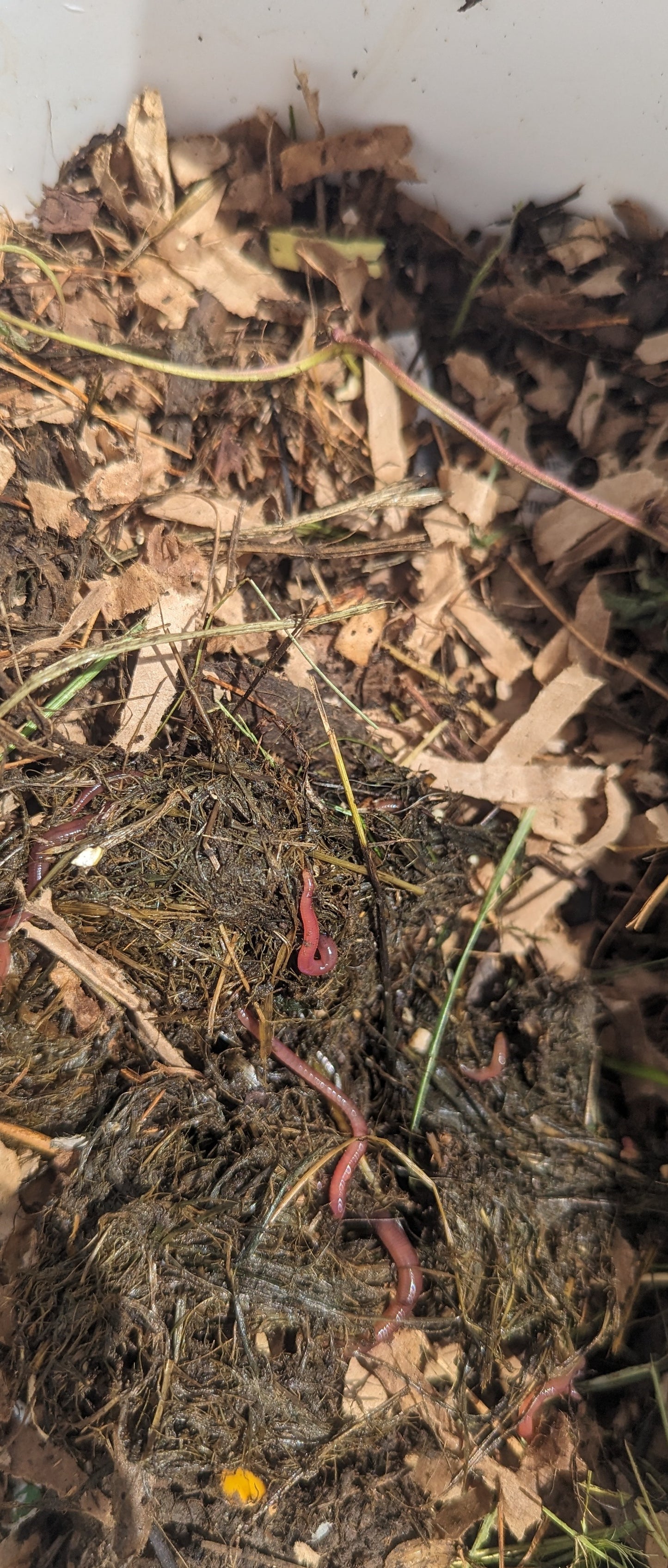 Worm Composting Bin – Red Wigglers or Nightcrawlers, 3-Bucket Design