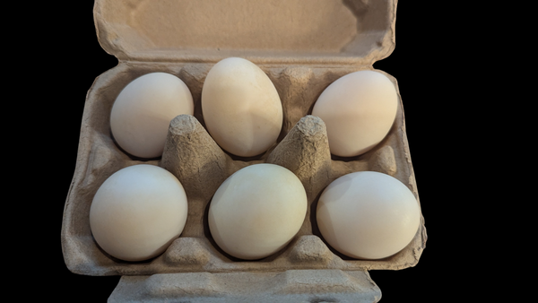 Duck Eggs - Pasture Raised - 1/2 Dozen