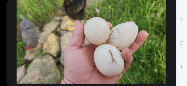 Duck Eggs - Pasture Raised - 1/2 Dozen
