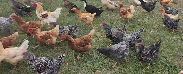 Small Flock of 5 Pasture-Raised Laying Hens.